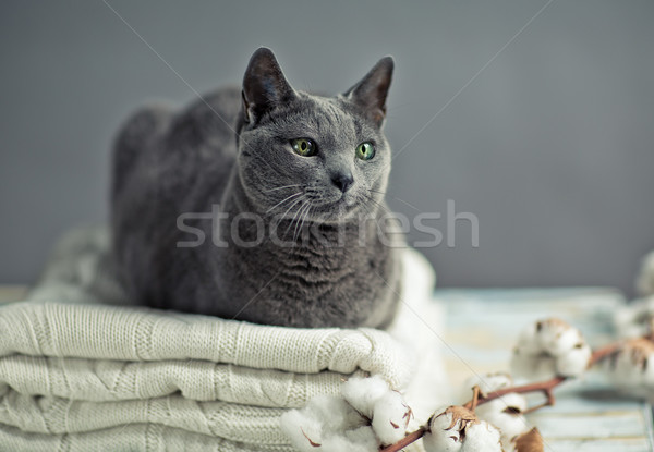 Russisch Blauw kat portret wollen trui Stockfoto © nailiaschwarz