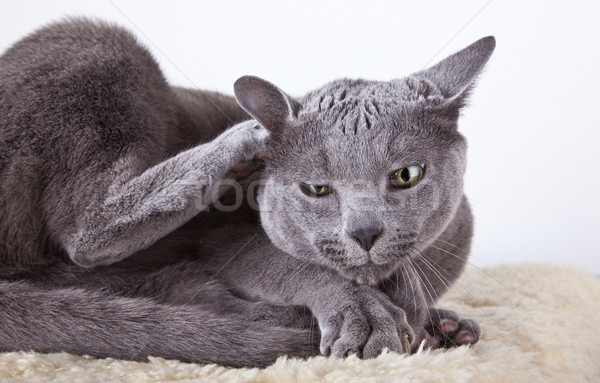 Russian Blue Cat Stock photo © nailiaschwarz