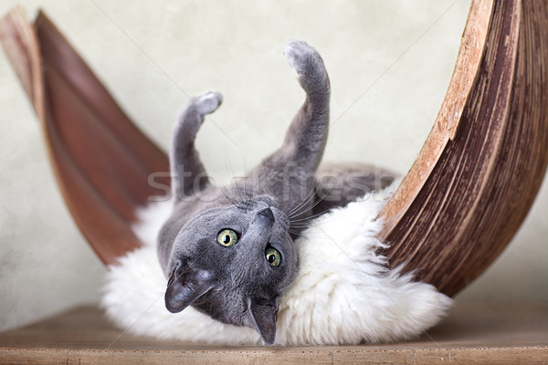 Russisch Blauw kat gezicht blad palm Stockfoto © nailiaschwarz