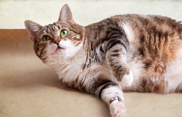 脂肪 猫 肖像 目 ドリンク 階 ストックフォト © nailiaschwarz