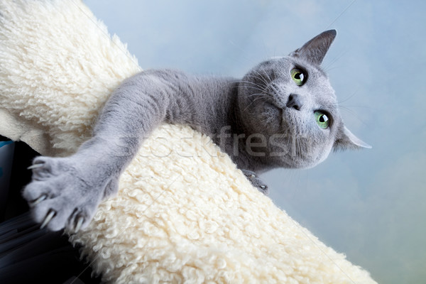 Russisch Blauw kat studio portret ogen Stockfoto © nailiaschwarz