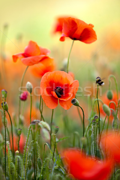 Rot Mais Mohn Blumen Bereich Himmel Stock foto © nailiaschwarz