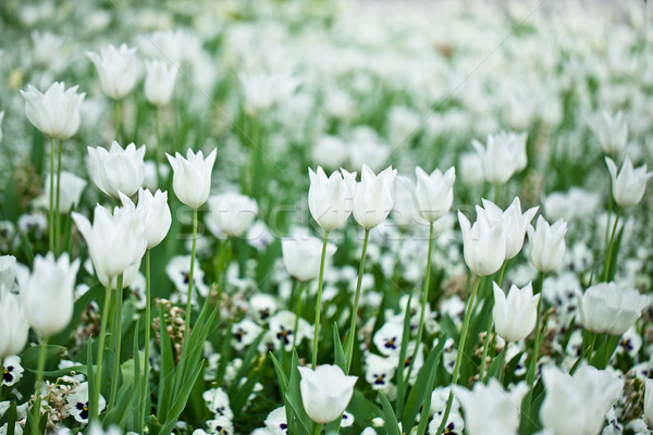 Tulpen hellen farbenreich weiß Tulpe Blüten Stock foto © nailiaschwarz