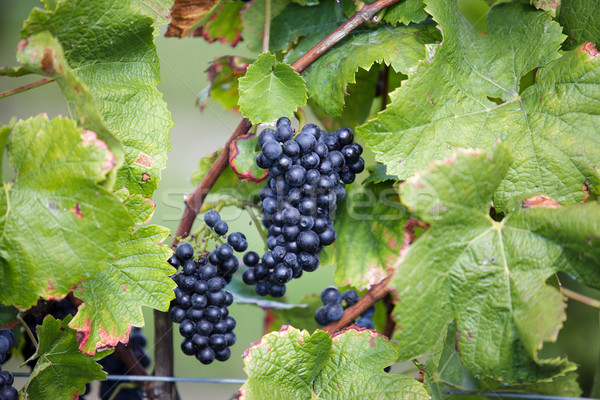 Stock photo: Ripe Grapes