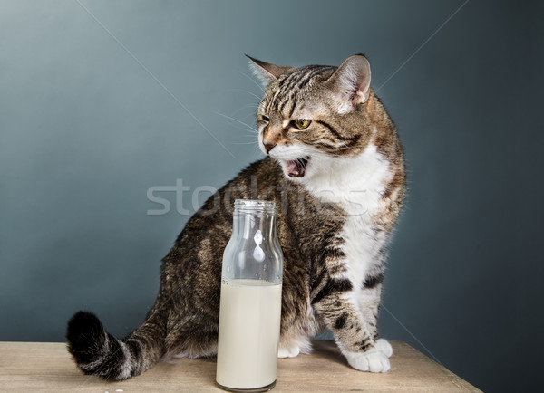 cat milk bottle