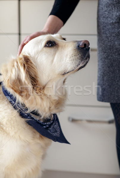 Golden retriever estudio retrato hermosa dorado mano Foto stock © nailiaschwarz