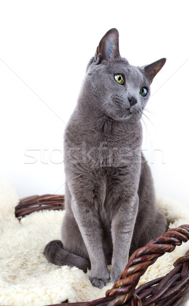 Russian Blue Cat Stock photo © nailiaschwarz