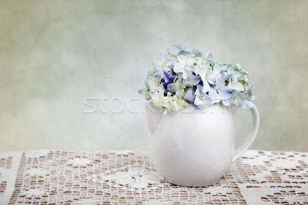 Hortensia Flowers Stock photo © nailiaschwarz