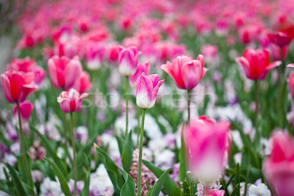 Tulpen hellen farbenreich rosa Tulpe Blüten Stock foto © nailiaschwarz