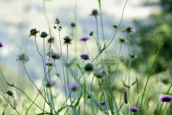 Alpine Meadow Stock photo © nailiaschwarz