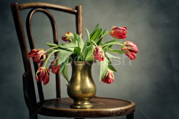 Withered Tulips Stock photo © nailiaschwarz