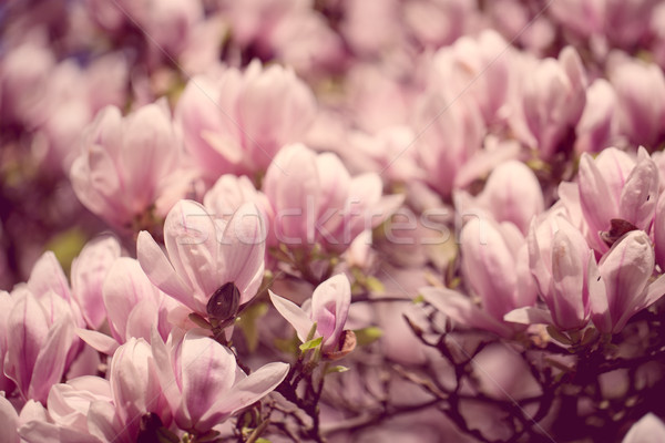 Magnolia fiori fioritura albero coperto bella Foto d'archivio © nailiaschwarz