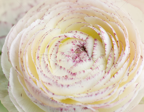 Stock photo: Soft pastel Persian Buttercup Flower