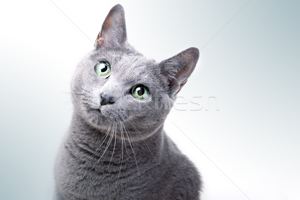 Ruso azul gato retrato ojos Foto stock © nailiaschwarz