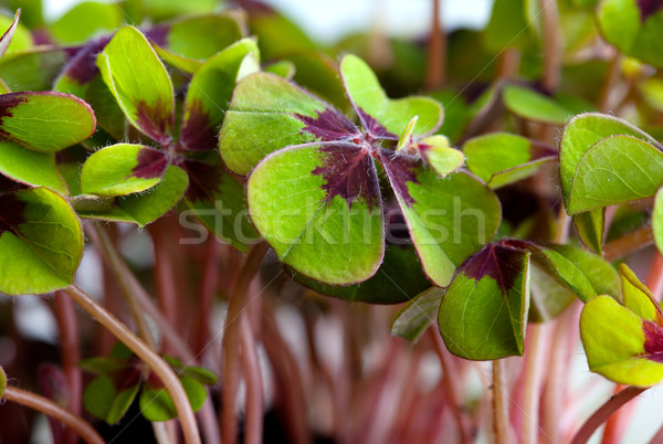 Quatre trèfle vert plantes printemps [[stock_photo]] © nailiaschwarz