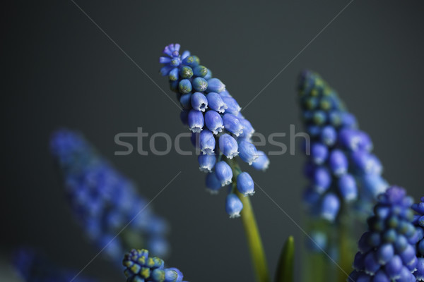 Grape Hyacinth Stock photo © nailiaschwarz