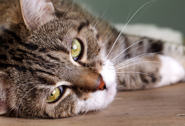House Cat Stock photo © nailiaschwarz
