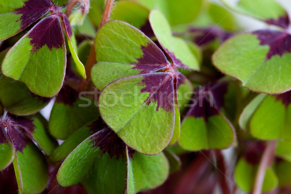 Quatre trèfle vert plantes printemps [[stock_photo]] © nailiaschwarz