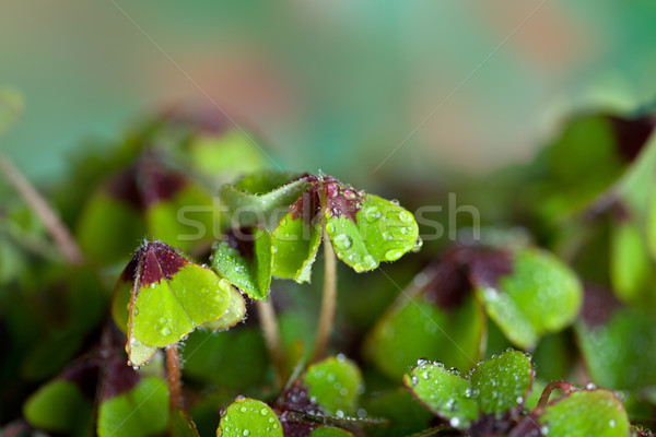 Cztery koniczyna zielone roślin wiosną Zdjęcia stock © nailiaschwarz