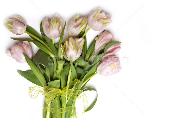 Roze tulpen tulp bloemen witte bloem Stockfoto © nailiaschwarz