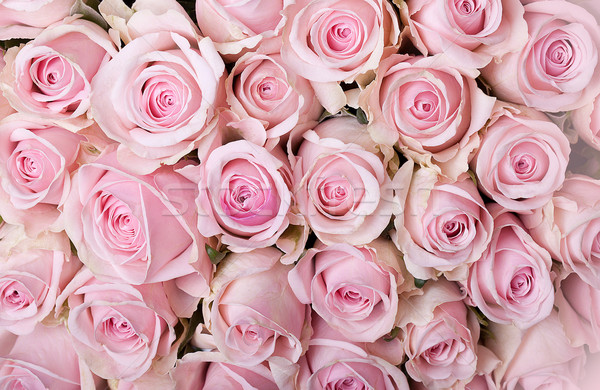 Rose roses beaucoup pastel [[stock_photo]] © nailiaschwarz