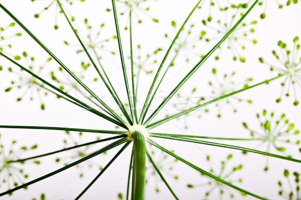 Fragile Dill umbels Stock photo © nailiaschwarz