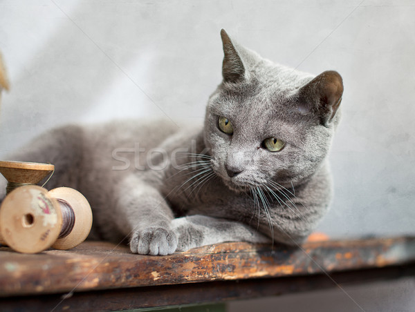 Macska asztal orosz kék megnyugtató varr Stock fotó © nailiaschwarz