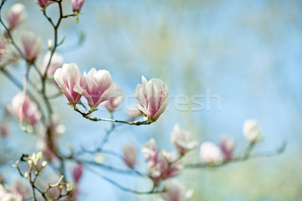 Kwitnienia magnolia drzewo pokryty piękna świeże Zdjęcia stock © nailiaschwarz