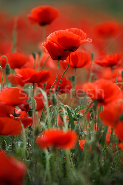 Red Poppy Flowers Stock photo © nailiaschwarz