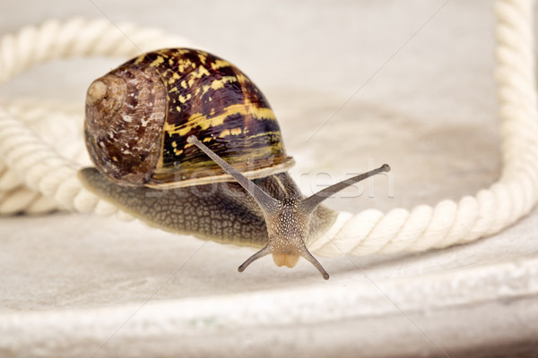 Neugierig Schnecke kriechen Tabelle schauen herum Stock foto © nailiaschwarz