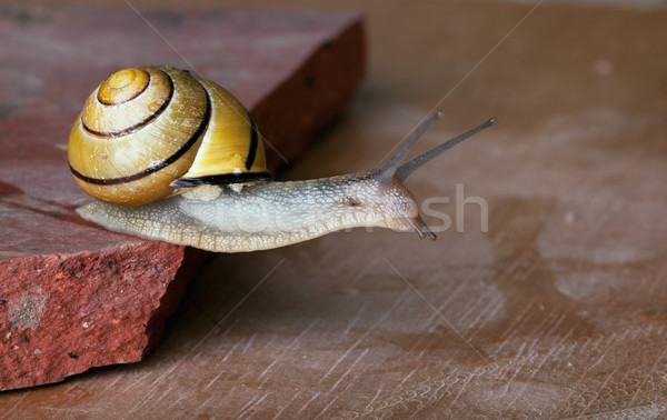 Geel zwarte slak kruipen stuk Stockfoto © nailiaschwarz