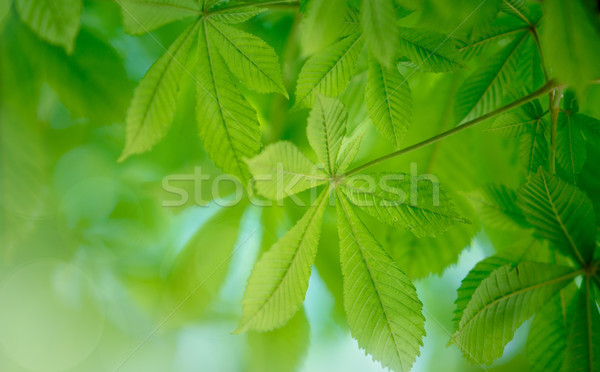 Fresh green Leaves Stock photo © nailiaschwarz