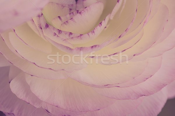 Stock photo: Soft pastel Persian Buttercup Flower