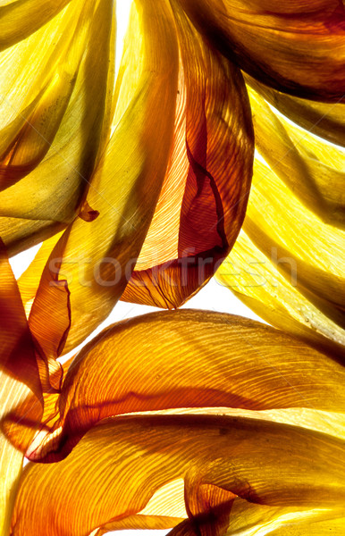 Tulp bladeren witte achtergrondverlichting studio blad Stockfoto © nailiaschwarz