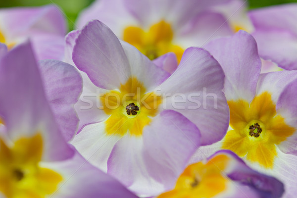 Primula Flowers Stock photo © nailiaschwarz
