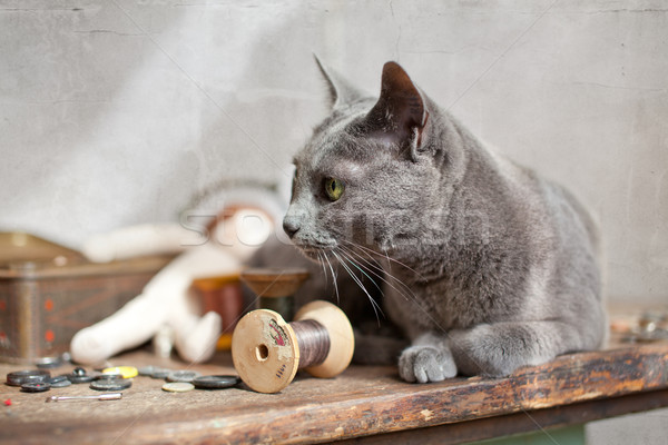 Cat on Table Stock photo © nailiaschwarz