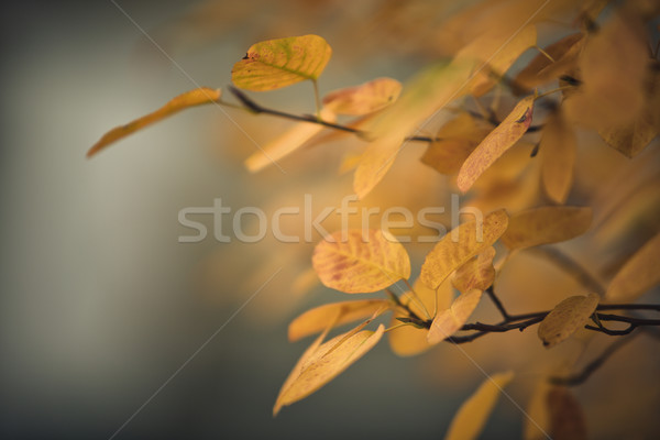 Stock photo: Autumn Leaves