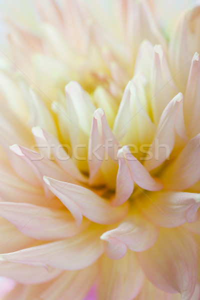 Stockfoto: Pastel · gekleurd · dahlia · bloem · macro