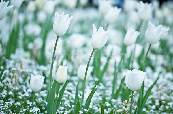 Tulpen hellen farbenreich weiß Tulpe Blüten Stock foto © nailiaschwarz