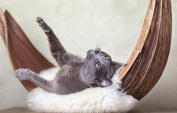 Rus albastru pisică faţă frunze palmier Imagine de stoc © nailiaschwarz