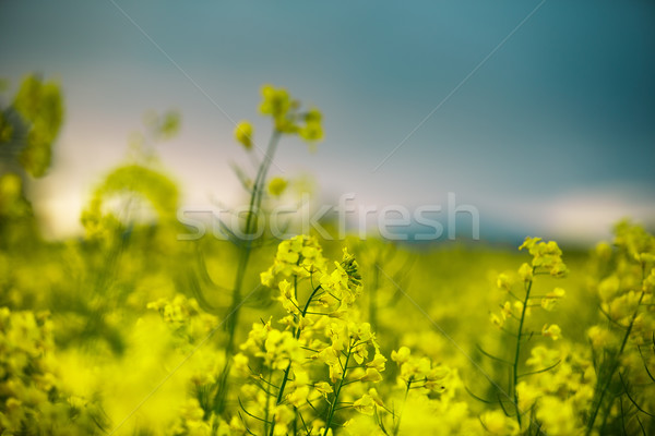 Rape Field on a Summer Evening Stock photo © nailiaschwarz