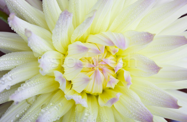 Dahlia bloem dauw druppels macro Stockfoto © nailiaschwarz