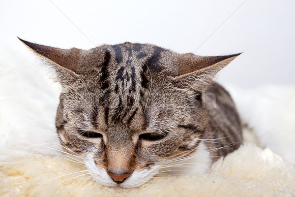 Fat Cat Stock photo © nailiaschwarz