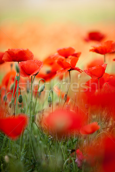 Red Corn Poppy Flowers Stock photo © nailiaschwarz