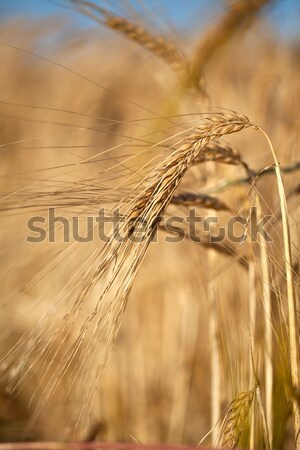 Zdjęcia stock: Pszenicy · pola · lata · trawy · dziedzinie · niebieski