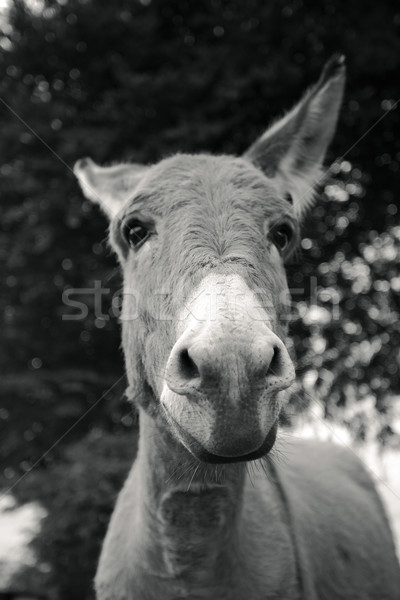小 灰色 驢 滑稽 面對 綠色 商業照片 © nailiaschwarz