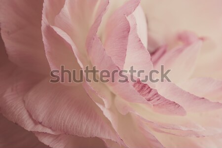Stockfoto: Zachte · pastel · bloem · gekleurd · steeg