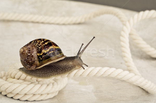 Curioso caracol tabela olhando em torno de Foto stock © nailiaschwarz