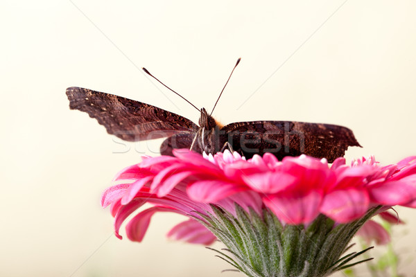 европейский павлин бабочка сидят розовый цветок Сток-фото © nailiaschwarz