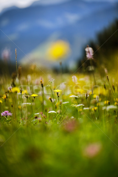 Сток-фото: альпийский · луговой · травы · растений · лет · трава